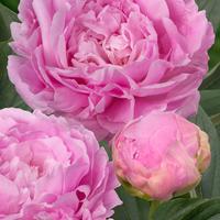 Pianta di peonia rosa peonia Dinner Plate