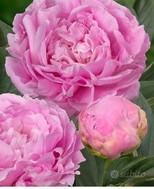 Pianta di peonia rosa peonia Dinner Plate