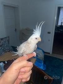 Coppia di caloplsite bravi e non danno fasti