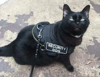 Assistente personale per richiedenti protezione