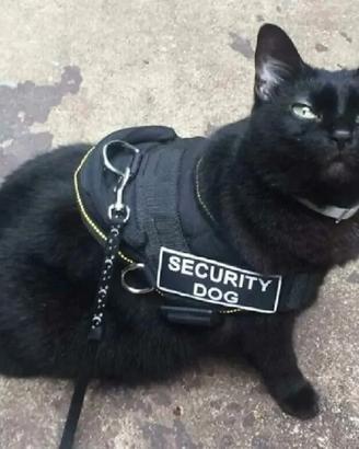 Assistente personale per richiedenti protezione