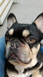 Bulldog francese in monta