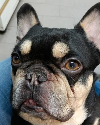 Bulldog francese in monta