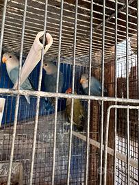 Pappagalli Inseparabili