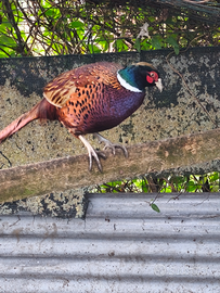 Maschio e due femmine di fagiano