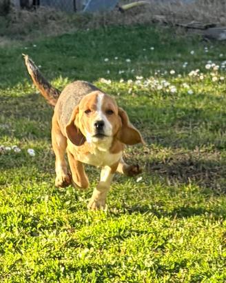 Cucciola di beagle