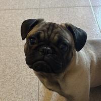 Carlino