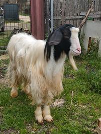 Caprone maschio maltese