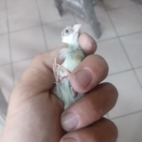 Coppia cardellini acianici
