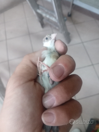 Coppia cardellini acianici