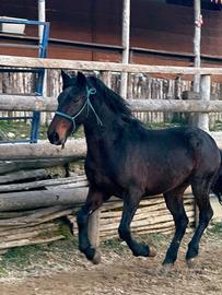 Cavallo Maremmano x Tolfetano
