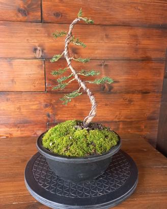 Bonsai di cipresso