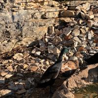 Anatra corritrice nera maschio