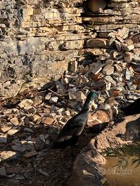 Anatra corritrice nera maschio