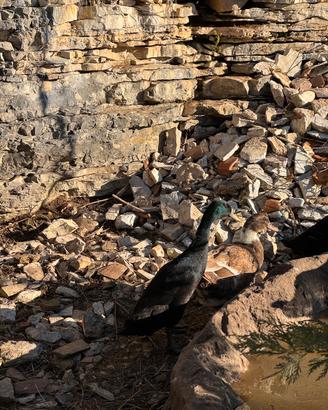 Anatra corritrice nera maschio