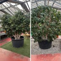 Ficus ginseng