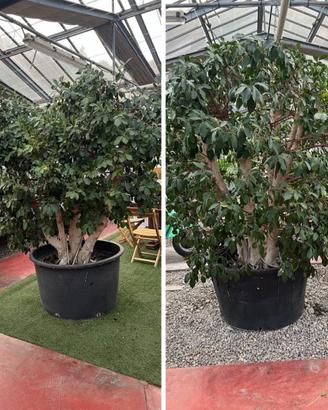 Ficus ginseng