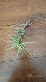 tillandsia