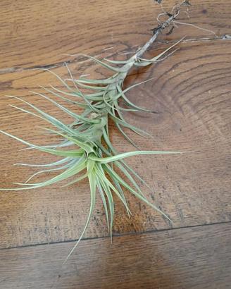 tillandsia