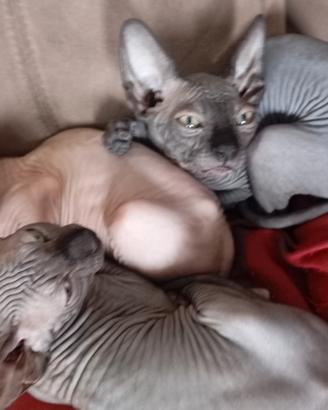GATTINI Canadian Sphynx 