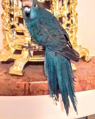 Pappagalli dolcissimi