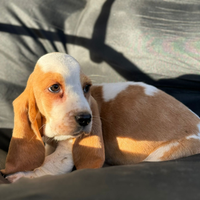 Bassett hound