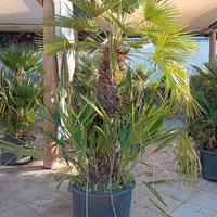 chamaerops humilis 