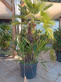 chamaerops humilis 