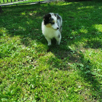 Dolcissimi cuccioli Shetland