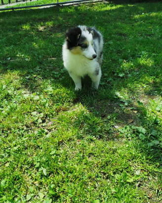 Dolcissimi cuccioli Shetland
