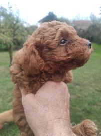 Barboncino Red cuccioli 