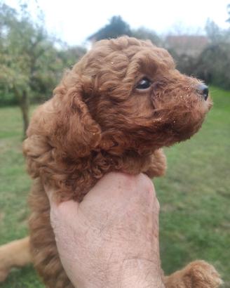 Barboncino Red cuccioli 