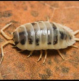 Onischi "dairy cow " per terrari