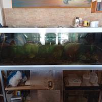 Acquario 160x50x55H