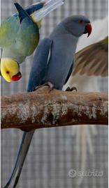 Parrocchetto dal collare cleartail