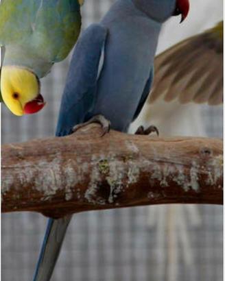 Parrocchetto dal collare cleartail