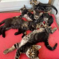 Gattini adottabili con manto di vario colore