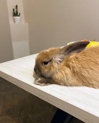 Ariete nano + gabbia e accessori