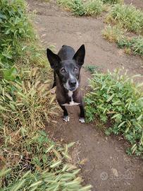 Cane anziano mai avuta una possibilità.PerAdozione