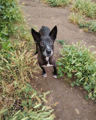 Cane anziano mai avuta una possibilità.PerAdozione