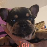 Bulldog francese