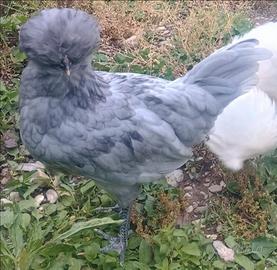 Gallo padovano