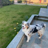 Pastore australiano x monta