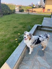 Pastore australiano x monta