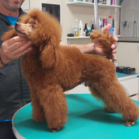 Barboncino Toy Red pedigree