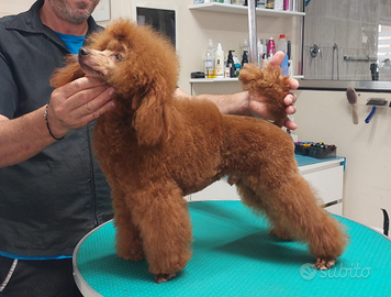Barboncino Toy Red pedigree