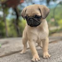 Carlino- cucciolo Allevamento ENCI-FCI