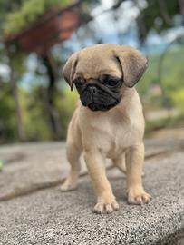 Carlino- cucciolo Allevamento ENCI-FCI