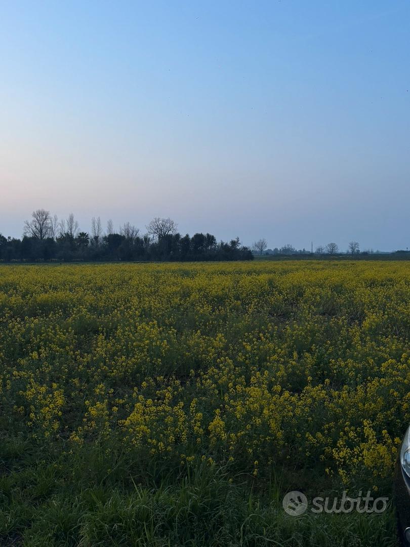 Terreno agricolo situato a Marcianise - Vista 4