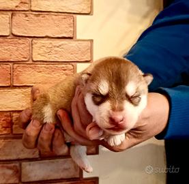Cucciolata Siberian Husky